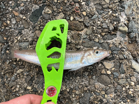 姫路のキス好調ながらもアタらない時間が長い…