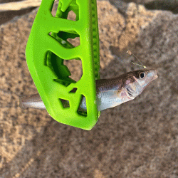 姫路のキスが産卵で高活性！