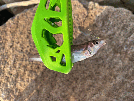 姫路のキスが産卵で高活性！