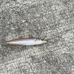 姫路のキス安定してきたけど小さい