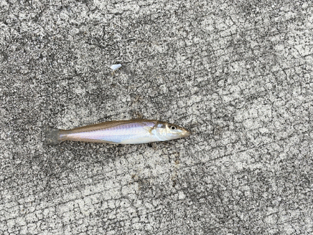 姫路のキス安定してきたけど小さい