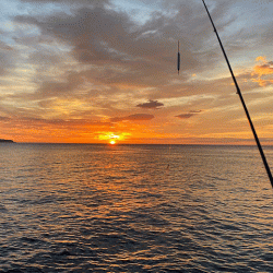 鳥取のキスとアジ調査
