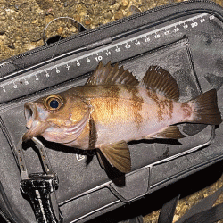 江井ヶ島と東二見で梅雨メバリング
