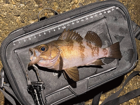江井ヶ島と東二見で梅雨メバリング