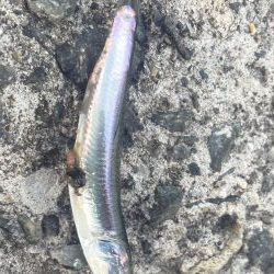 5目達成❗️  成らず、、