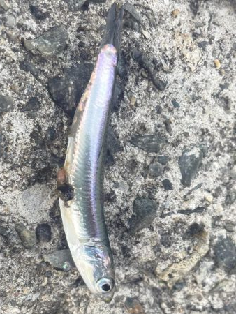 5目達成❗️  成らず、、