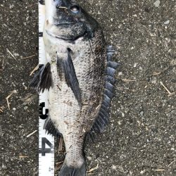 イチノ兄弟、釣果！