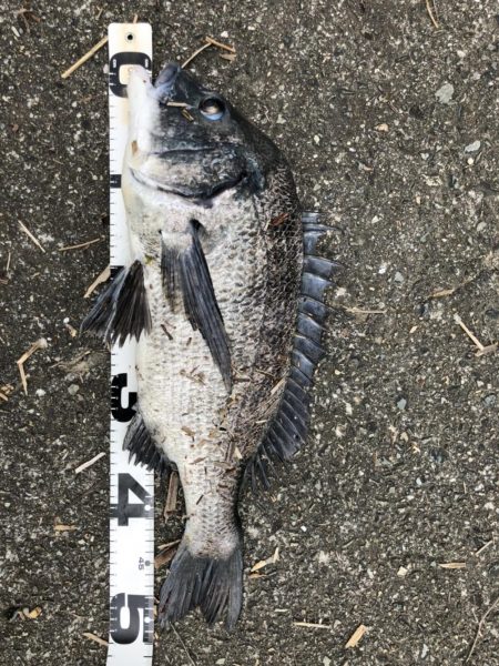 イチノ兄弟、釣果！