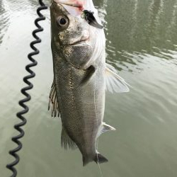 真昼間のご近所シーバス