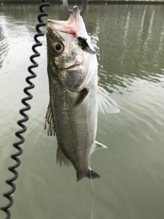 真昼間のご近所シーバス