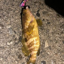 黒鯛を求めて…