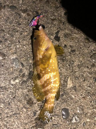 黒鯛を求めて…