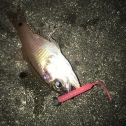 ダイソーワームでガシラ狙い