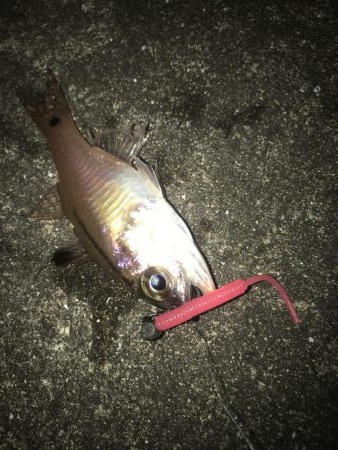 ダイソーワームでガシラ狙い