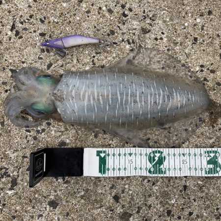 A.P.Pフィッシングガイドサービス グラドロ100ライドオン!