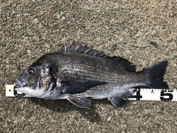 イチノ兄弟、釣果！