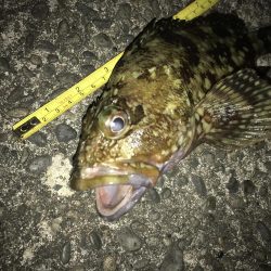 青イソメ流し釣り