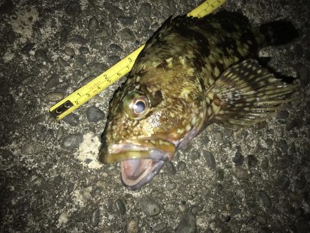 青イソメ流し釣り
