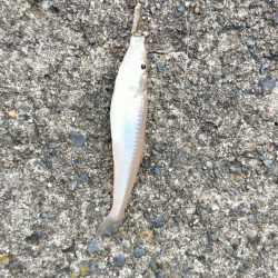 キス釣りのはずが・・・