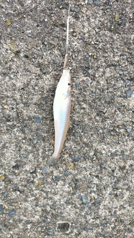 キス釣りのはずが・・・