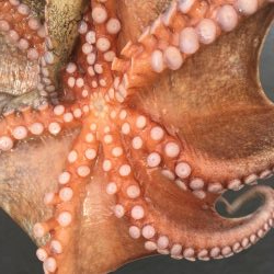 タコフィネスで800弱以下、7杯2.4キロ