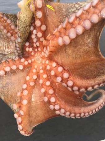 タコフィネスで800弱以下、7杯2.4キロ