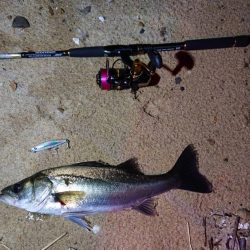 シーバスとボラ