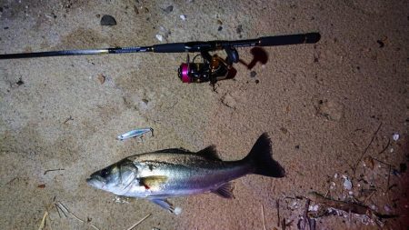 シーバスとボラ