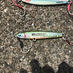 今年初のハマチ！