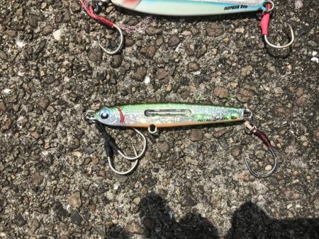 今年初のハマチ！