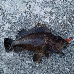 良い時期になってきた