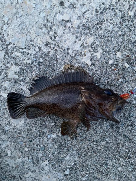 良い時期になってきた