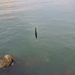 久々の釣行！フラッシュブースト！！