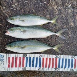 小浦一文字遠征