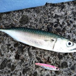 尺には届かない