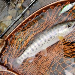 荒れ過ぎた様です( ノД`)…