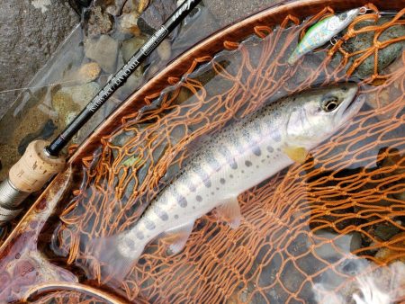 荒れ過ぎた様です( ノД`)…