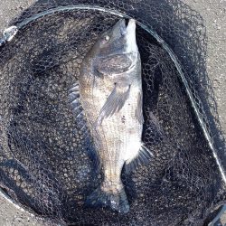 手長エビを餌にしてみました