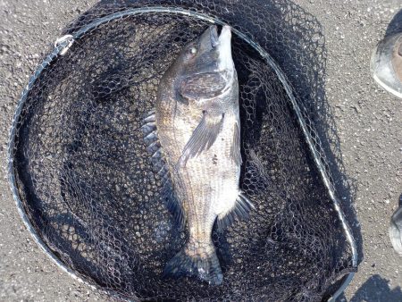 手長エビを餌にしてみました