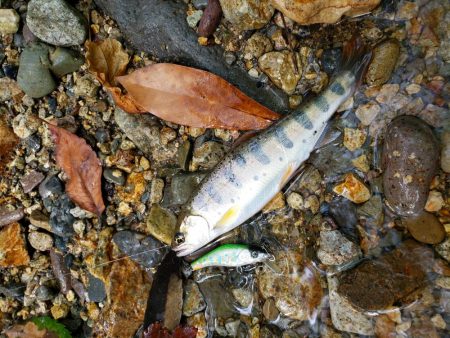 渓流は涼しい(^∇^)小型は結構いるんですが大きいのは留守みたい、、、