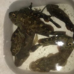 ライトワインドでガシラ&マゴチ