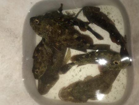 ライトワインドでガシラ＆マゴチ