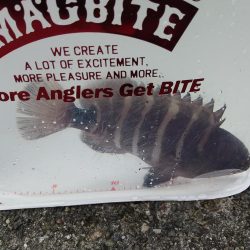 サバばかりかと思ってたら。。