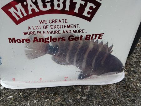 サバばかりかと思ってたら。。