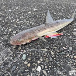 大潮 ライトショアジギング