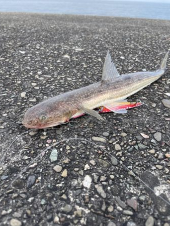 大潮 ライトショアジギング