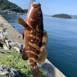 日本海夏アコウ開幕