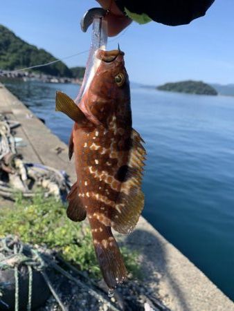 日本海夏アコウ開幕