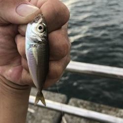 アジなしっ!イワシ多し