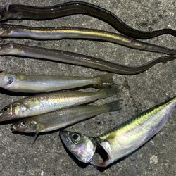 おちょぼ口のあいつ